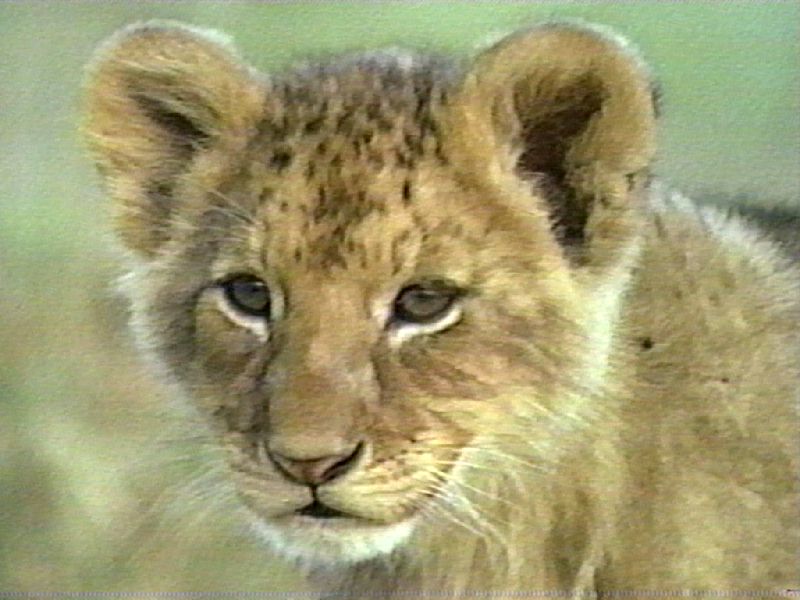 Lions Up Close